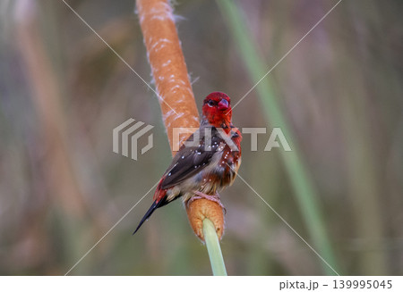 Red Avadavat ,Strawberry Finch Because it has a strawberry-like color during the breeding season. Red Avadavat ,Strawberry Finch Because it has a strawberry-like color during the breeding season. 139995045