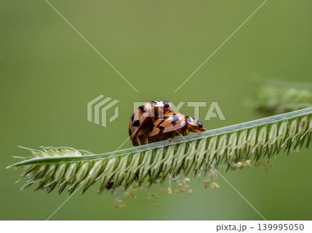 Ladybug The name comes from the rounded shape of the body and the fact that when the wings are folded together, it resembles the back of a turtle. 139995050