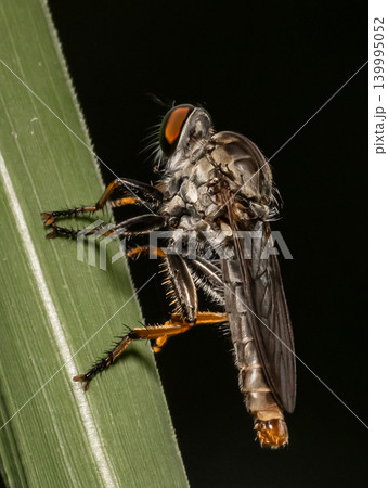 Robber fly This insect is characterized by its indented head and strong legs and body. Robber fly This insect is characterized by its indented head and strong legs and body. 139995052