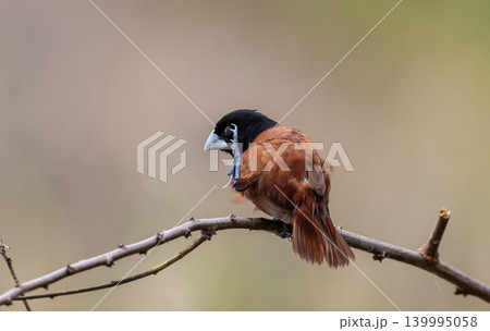 Chestnut Munia The beak is greyish-blue, the head and chest are black, contrasting with the reddish-brown body feathers. The middle of the belly and the rump are dark brown, almost black. 139995058