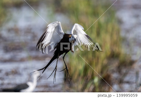 Pheasant-tailed jacana The distinctive feature is that they have different coats outside of the breeding season and in the breeding season, depending on the color of the fur and the length of the 139995059