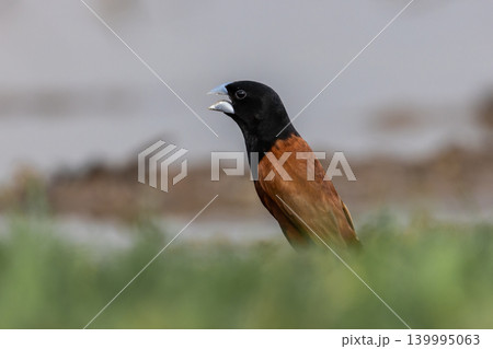 Chestnut Munia The beak is greyish-blue, the head and chest are black, contrasting with the reddish-brown body feathers. The middle of the belly and the rump are dark brown, almost black. Chestnut Munia The beak is greyish-blue, the head and chest are black, contrasting with the reddish-brown body feathers. The middle of the belly and the rump are dark brown, almost black. 139995063