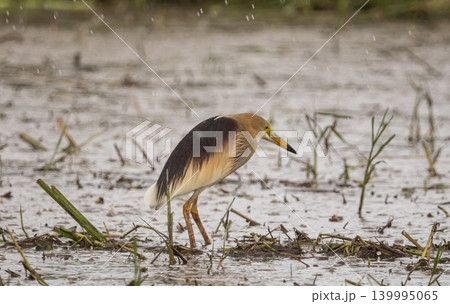 Indian pond heron Breeding season: The skin around the eyes is blue-gray. The head, neck and chest are pale yellowish-brown. The nape of the neck has two long, braid-like hairs. The back and shoulder Indian pond heron Breeding season: The skin around the eyes is blue-gray. The head, neck and chest are pale yellowish-brown. The nape of the neck has two long, braid-like hairs. The back and shoulder 139995065