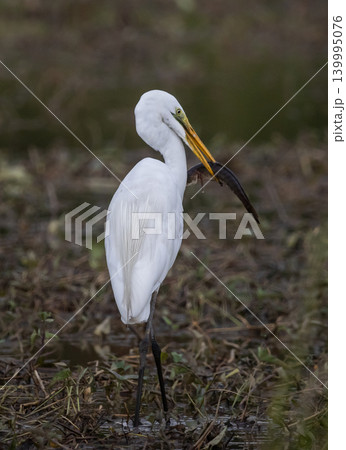 Great egret Standing in a rice field, catching snakehead fish to eat. Great egret Standing in a rice field, catching snakehead fish to eat. 139995076