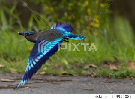 Flying Blue Bird Indochinese Roller Over Grass 139995083