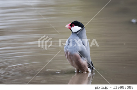 Java Sparrow (Lonchura oryzivora) standing in shallow water. 139995099