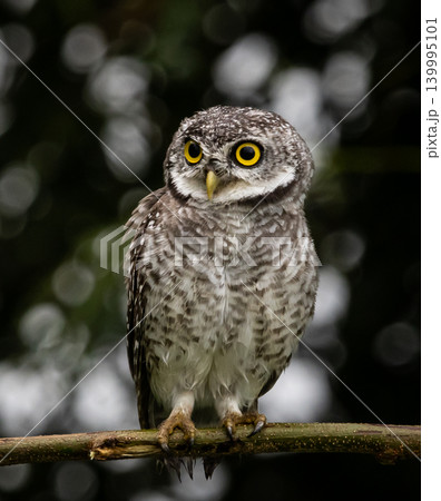 Spotted owlet (Athene brama) on the branch tree Animal portrait. Spotted owlet (Athene brama) on the branch tree Animal portrait. 139995101