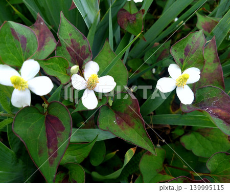 白いドクダミの花と色づく葉の自然風景 白いドクダミの花と色づく葉の自然風景 139995115