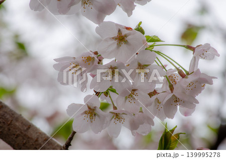 花びらに雨の雫がかかった桜の花の風景 花びらに雨の雫がかかった桜の花の風景 139995278