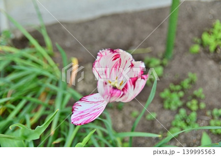 桃色のしま模様の花 桃色のしま模様の花 139995563