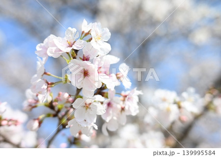 春の訪れを告げるソメイヨシノの開花 春の訪れを告げるソメイヨシノの開花 139995584