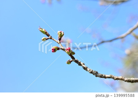 開花間近な桜の蕾 開花間近な桜の蕾 139995588