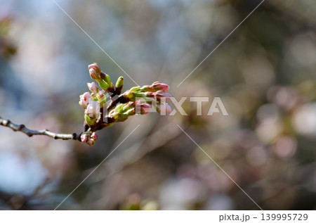 コピースペースのある桜の枝と蕾のクローズアップ コピースペースのある桜の枝と蕾のクローズアップ 139995729