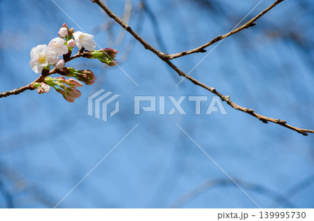 コピースペースのある桜の枝と蕾のクローズアップ コピースペースのある桜の枝と蕾のクローズアップ 139995730