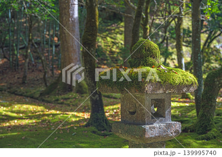 苔むす秋の庭園 139995740