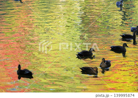 紅葉したもみじ 紅葉したもみじ 139995874