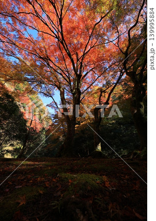 紅葉したもみじ 紅葉したもみじ 139995884