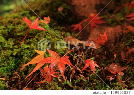 紅葉したもみじ 紅葉したもみじ 139995887