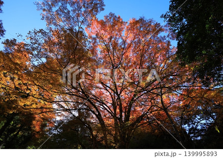 紅葉したもみじ 139995893