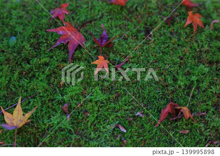 紅葉したもみじ 紅葉したもみじ 139995898