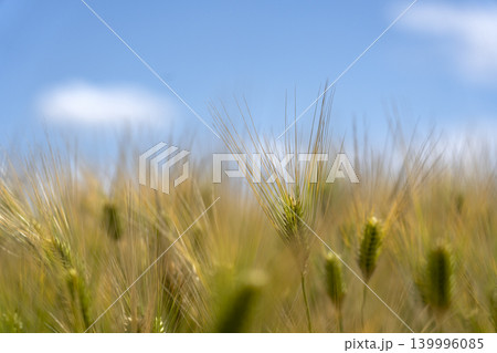 ゴールデンウィークのころの麦畑と青空のコピースペース 139996085