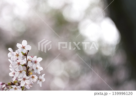春霞のような桜の玉ボケ 春霞のような桜の玉ボケ 139996120