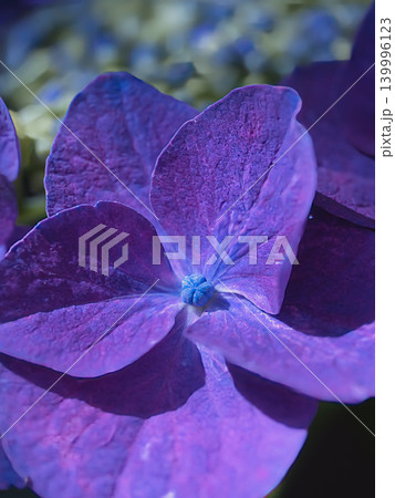紫陽花の花びら 139996123