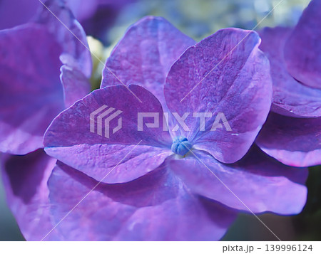 紫陽花の花 139996124