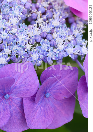 梅雨に咲く紫色のガクアジサイの花 梅雨に咲く紫色のガクアジサイの花 139996125
