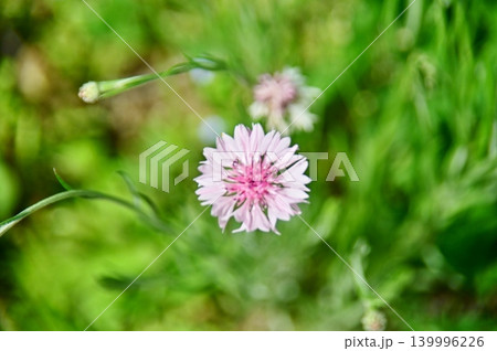 白い花びらの矢車草の花をクローズアップ 白い花びらの矢車草の花をクローズアップ 139996226