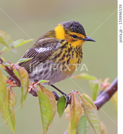 Cape May male warbler perched on a tree branch with green background 139996339