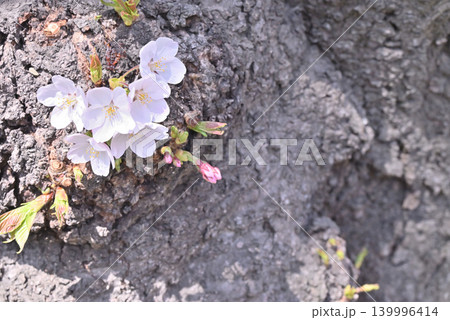 胴吹きの桜 139996414