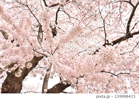 満開の桜 満開の桜 139996415
