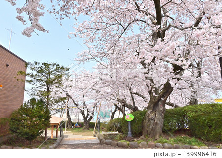 八戸市桜の標本木 八戸市桜の標本木 139996416
