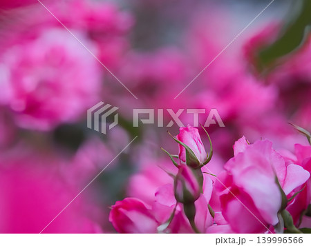 ピンク色の薔薇の花 ピンク色の薔薇の花 139996566