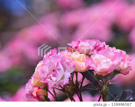 ピンク色の薔薇の花 ピンク色の薔薇の花 139996567
