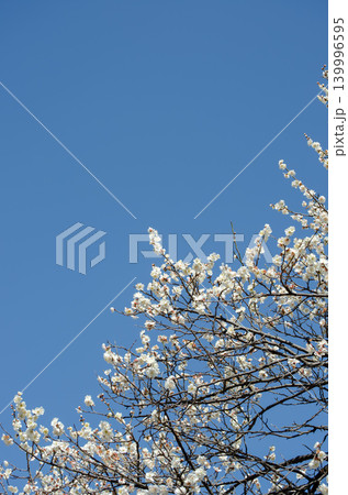 青空が背景に咲く満開の白梅の花 青空が背景に咲く満開の白梅の花 139996595