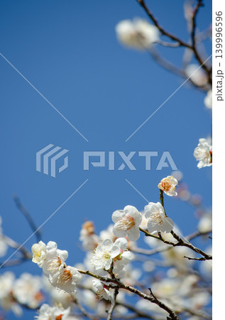 青空が背景に咲く満開の白梅の花 青空が背景に咲く満開の白梅の花 139996596