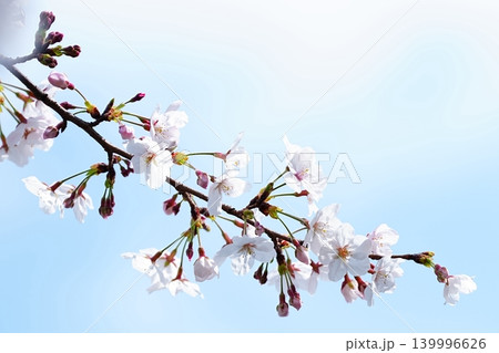 青空へ伸びる桜の枝 青空へ伸びる桜の枝 139996626