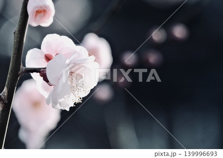 梅の花のクローズアップ撮影 梅の花のクローズアップ撮影 139996693