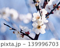 青空に映える白い梅の花 139996703