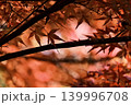 逆光に輝く紅葉 139996708