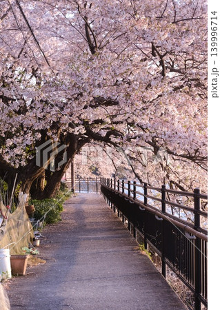 桜のトンネルの遊歩道 桜のトンネルの遊歩道 139996714