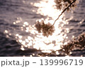 夕日に照らされる桜 139996719