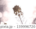 湖面に浮かび上がる菜の花 139996720
