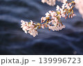 水辺に咲く桜 139996723