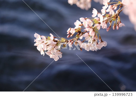 水辺に咲く桜 139996723