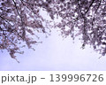 青空に映える満開の桜 139996726