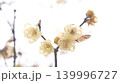 梅の花 139996727