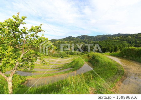 【千葉県】田植の済んだ大山千枚田 【千葉県】田植の済んだ大山千枚田 139996916